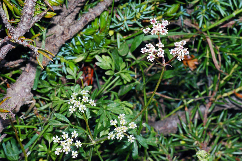 Bunium corydalinum